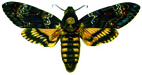 acherontia1