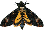 acherontia2